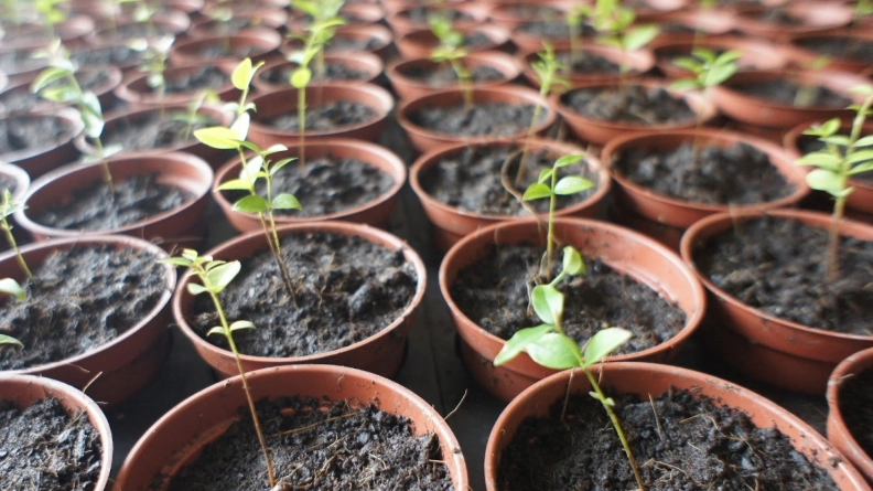 樹葡萄種子發芽