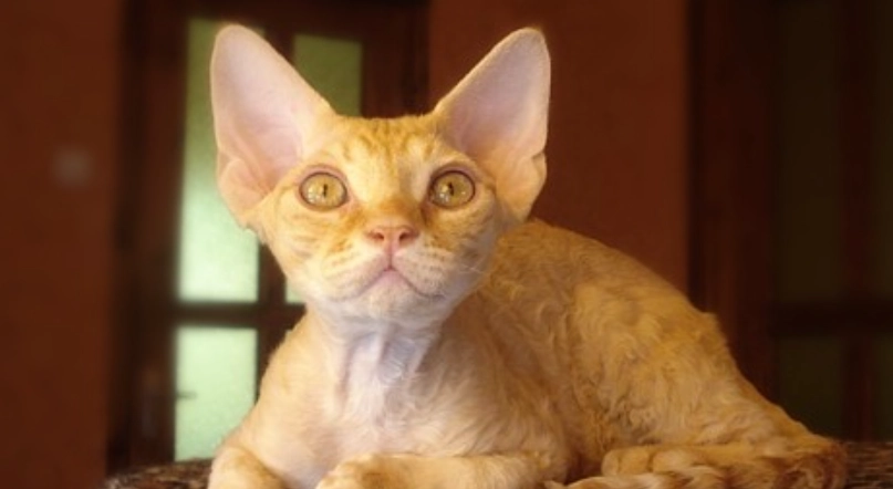 最受歡迎貓品種