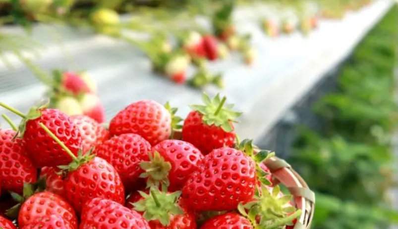 關西草莓園