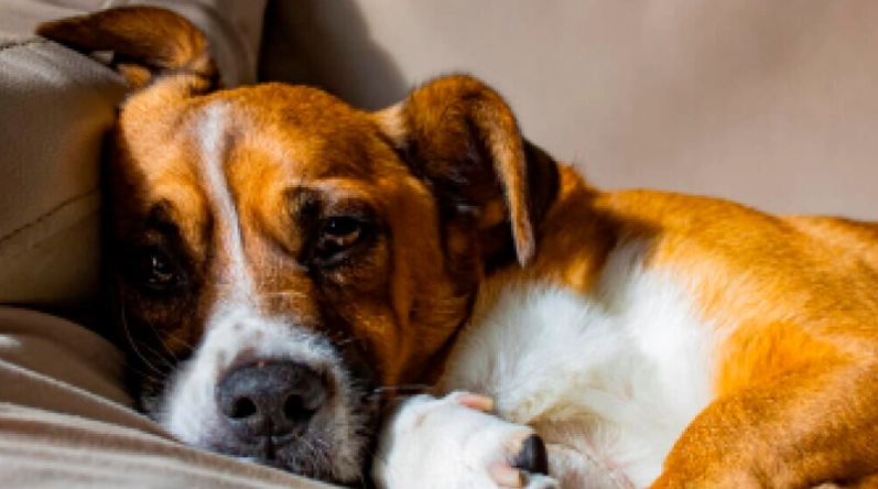 狗嘔吐血絲原因