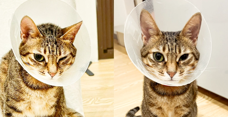 貓眼睛紅腫眼藥水