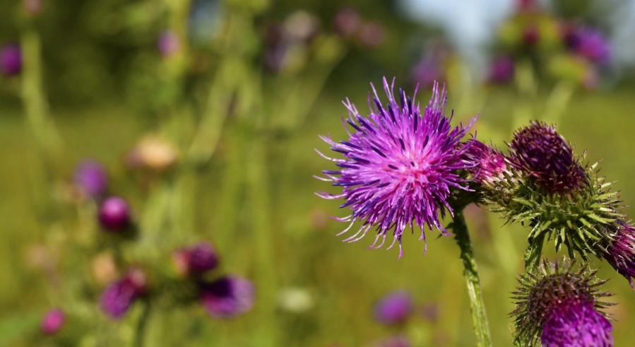 奶薊什麼時候吃