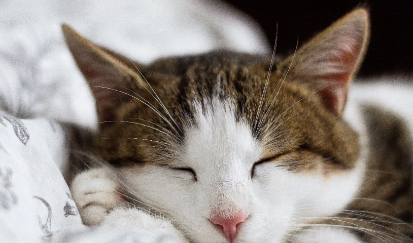 貓血尿原因 貓血尿原因