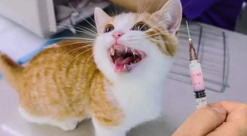 貓白血病疫苗多久打一次