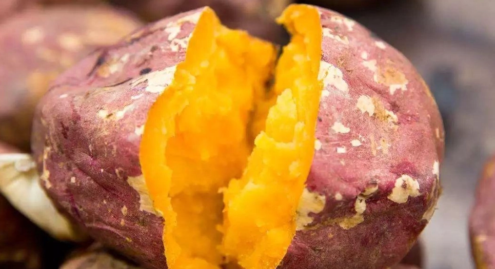 狗吃鮮食營養不均衡