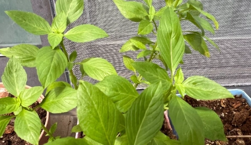 九層塔蟲害防治