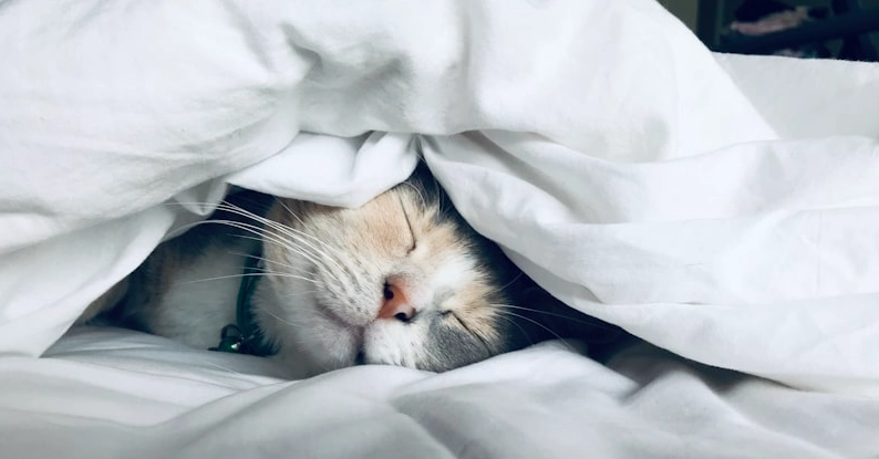 貓下泌尿道疾病 貓下泌尿道疾病