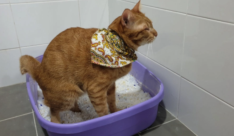 貓血尿原因 貓血尿原因