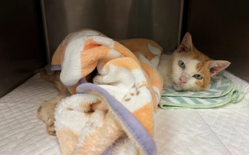 貓血尿原因 貓血尿原因