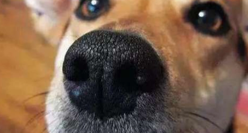 狗狗流鼻水怎麼辦