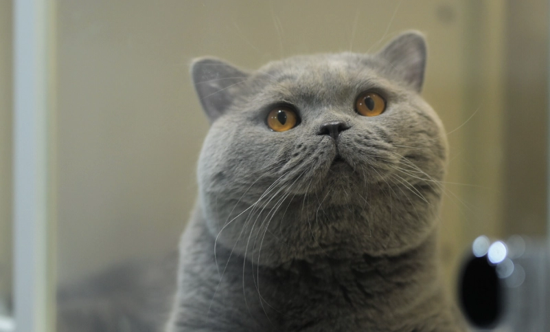 英国短毛猫 性格