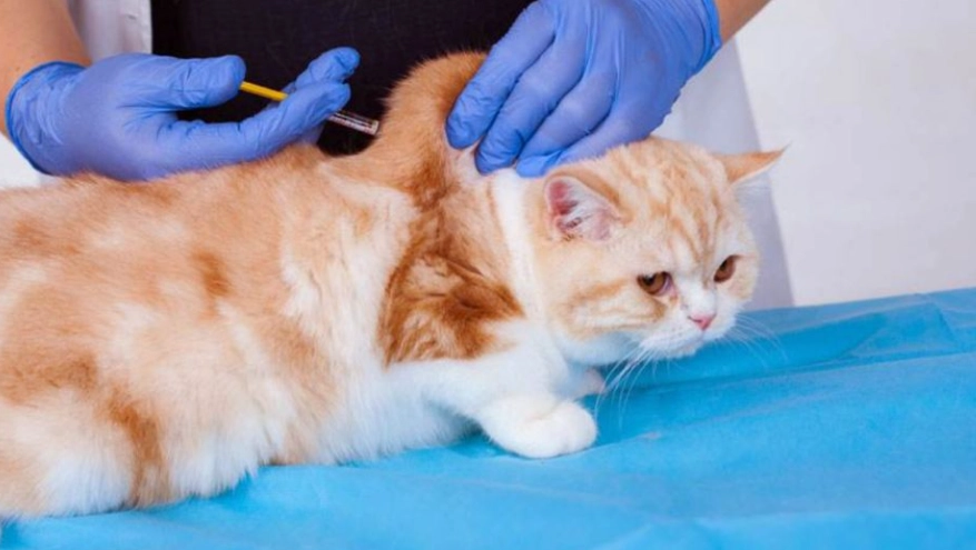 貓白血病疫苗多久打一次