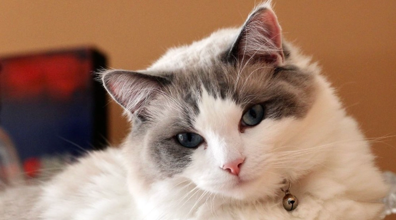 布偶貓毛色護理