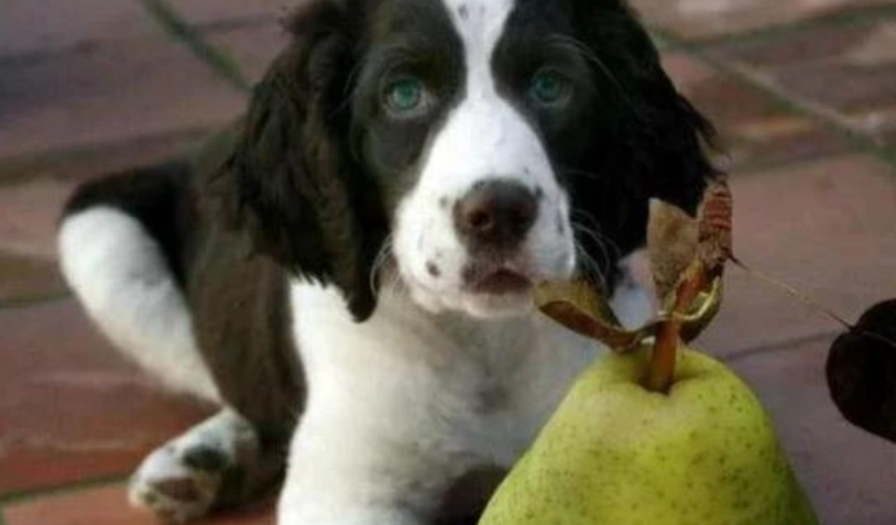 狗水果安全