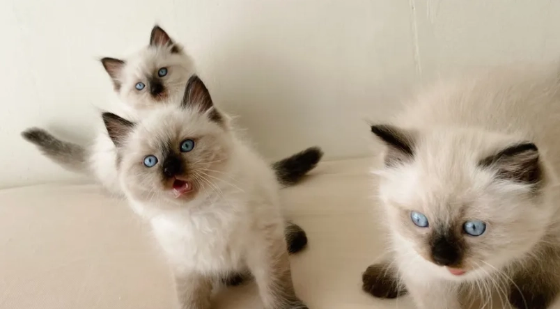 布偶貓顏色護理