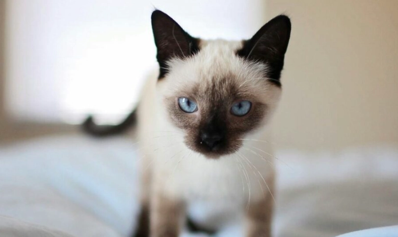 海豹重點色暹羅貓