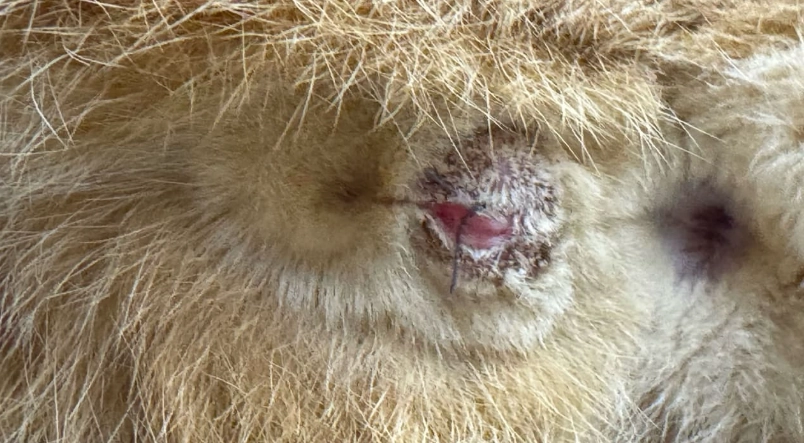 公貓結紮傷口護理