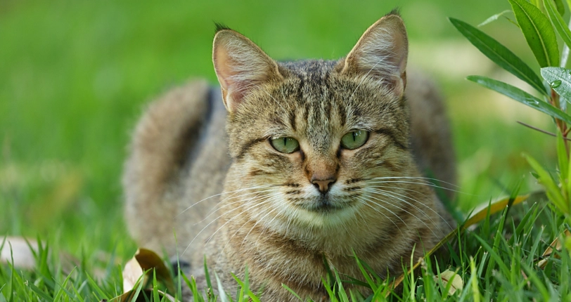 貓咪嘔吐後進食