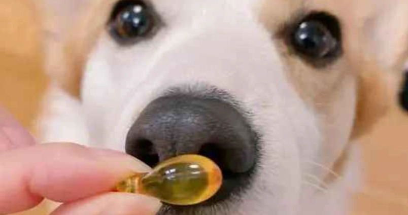 小型犬 魚油 劑量