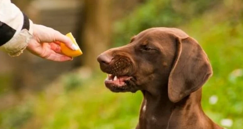 柚子對狗有害嗎