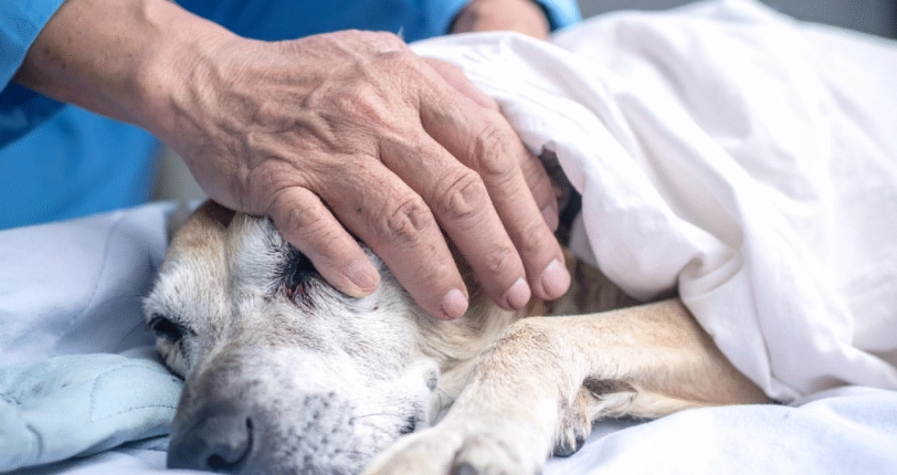 寵物喪禮注意事項