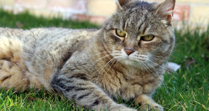 貓吐完可以吃嗎