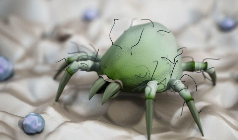 天然驅疥蟲方法