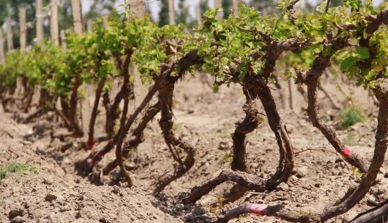 葡萄樹可以活多久