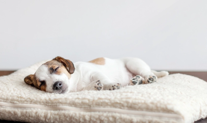 寵物喪禮注意事項