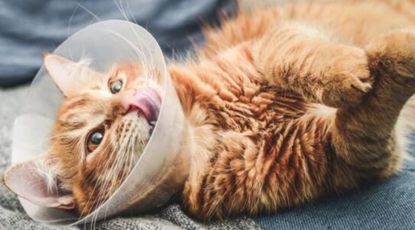 公貓結紮後照顧