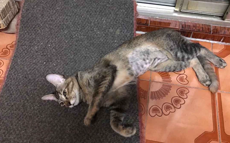 結紮手術死亡率