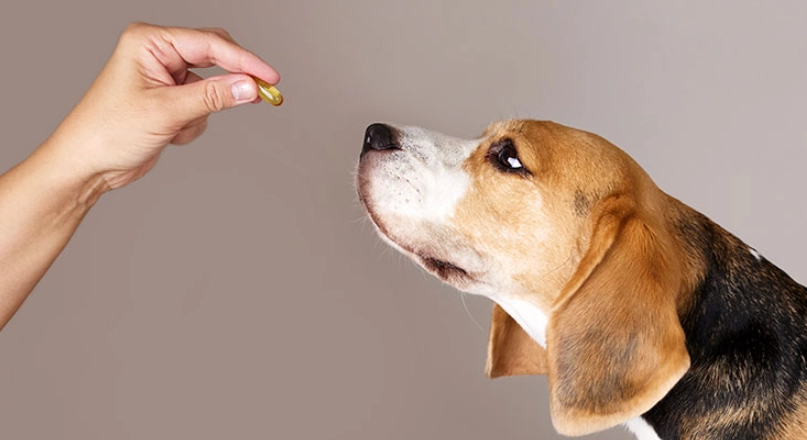 狗狗 魚油 怎麼吃