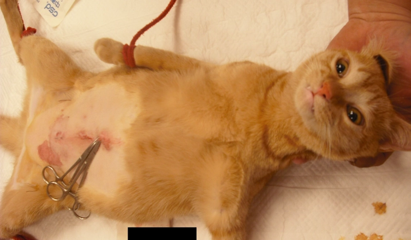 結紮手術死亡率