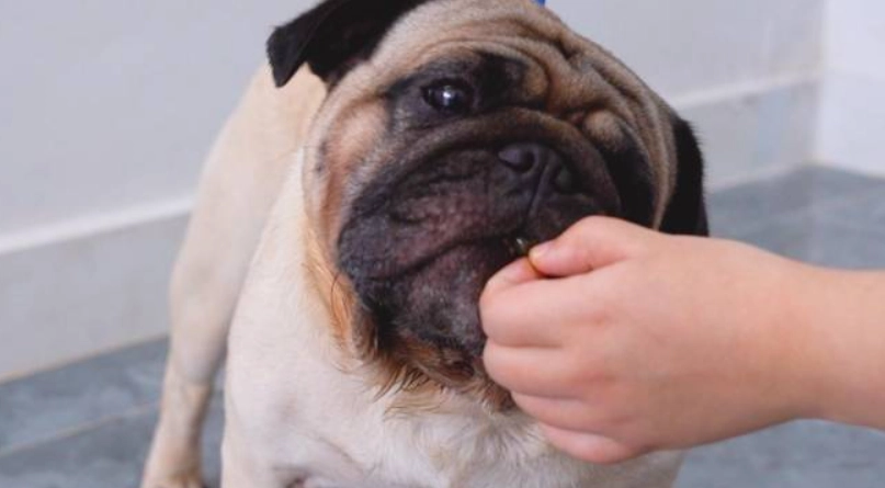 狗狗 魚油 怎麼吃