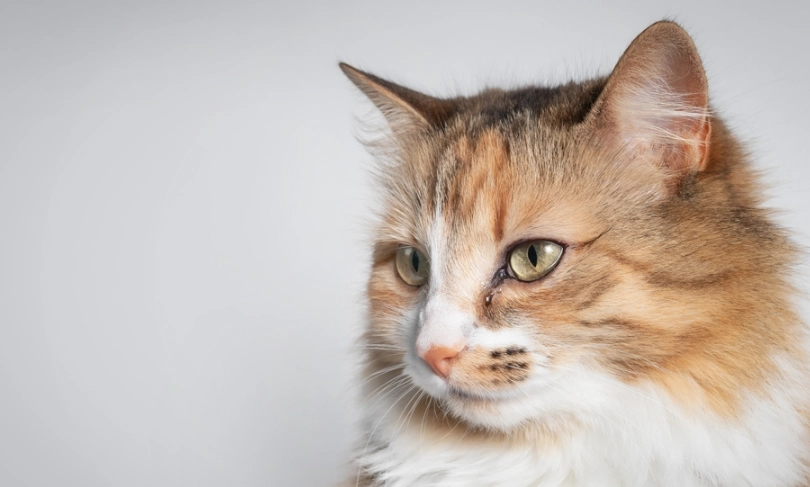 貓咪結膜炎傳染