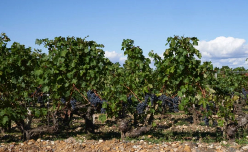 如何延長葡萄樹壽命