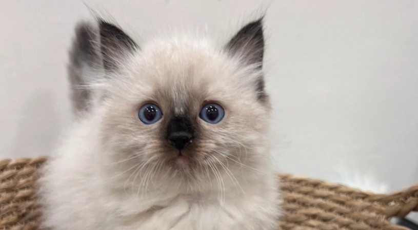 布偶貓顏色護理