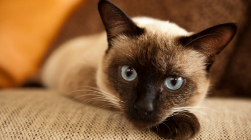 海豹重點色暹羅貓