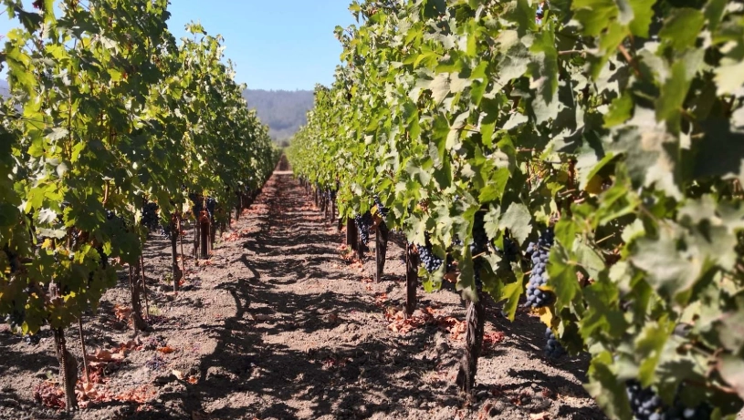 葡萄樹可以活多久