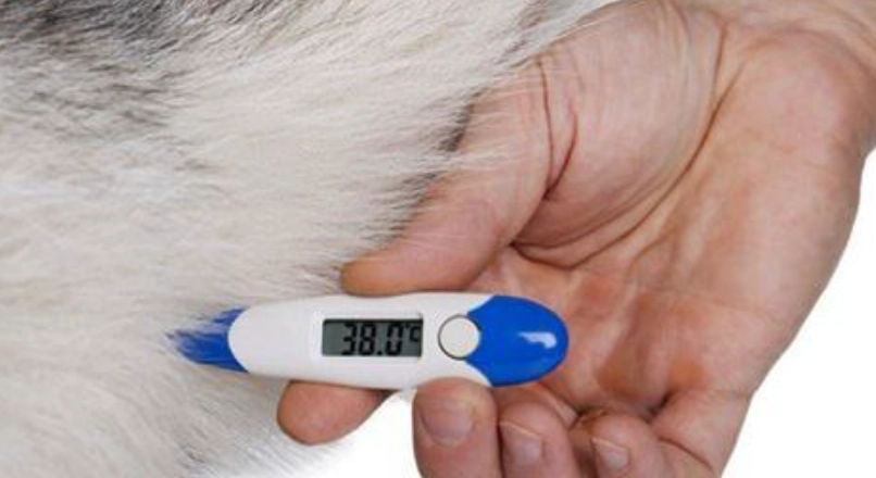 量狗狗體溫方法