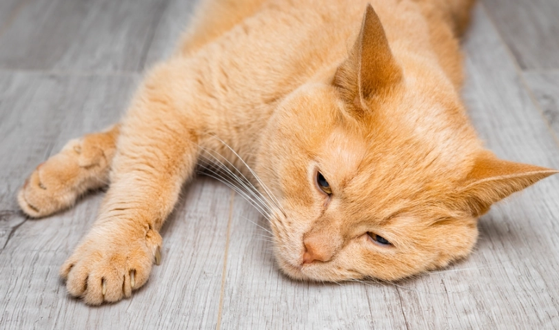 貓吐完可以吃嗎