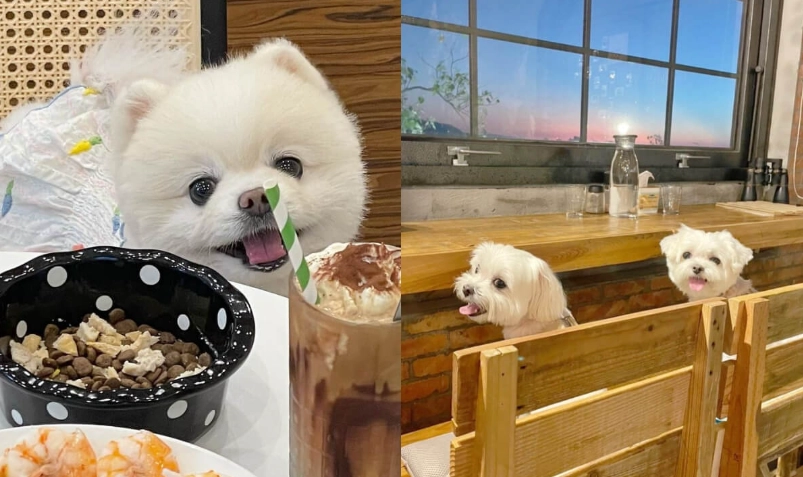 新竹寵物友善餐廳