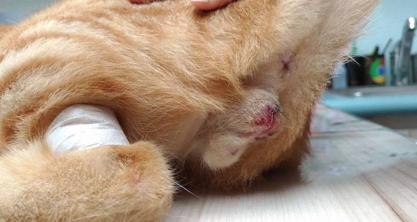 公貓結紮後照顧