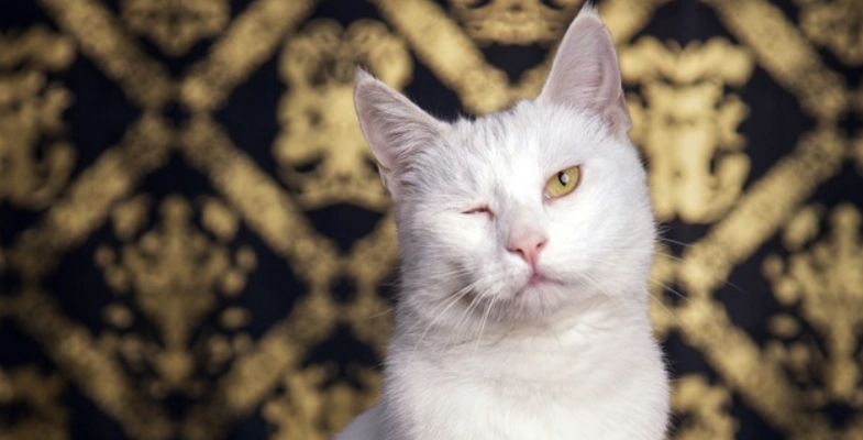 貓咪結膜炎傳染