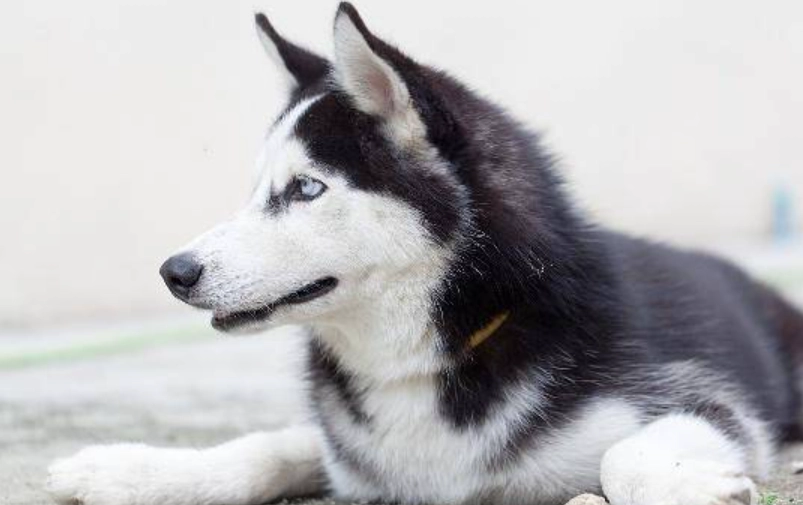 延長哈士奇壽命