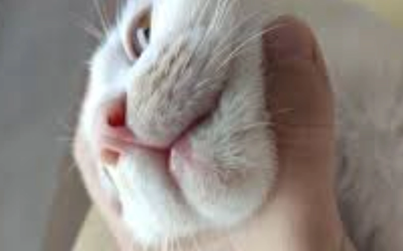 貓下巴黑頭粉刺