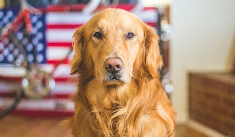 黃金獵犬飼養費用