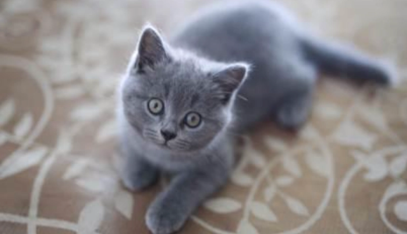 英短藍貓健康問題