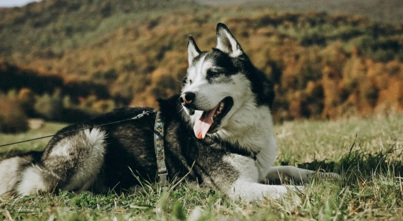 哈士奇平均壽命