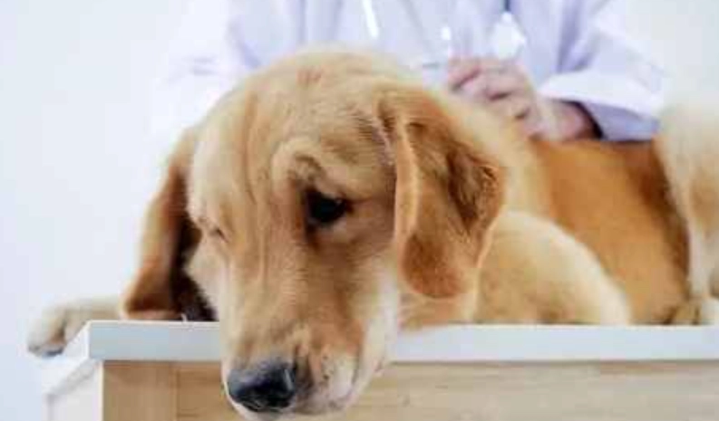 胰臟炎復發預防